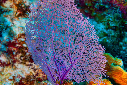 Purple Common Sea Fan in the Little Cayman Islands