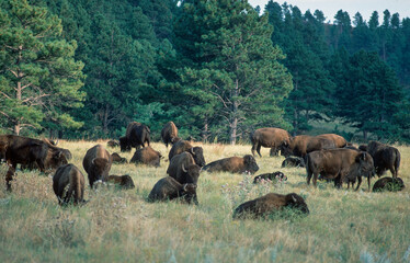 Buffalo herd on prairie in Custer State Park