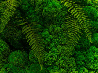 moss texture, forest background, green moss