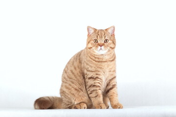 Red british cat sitting sideways on white background