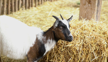 Ziege im Stall