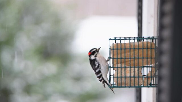 Closeup of one single male blurry downy woodpecker bird animal perched on hanging metal suet cake window feeder cage during winter snow snowing weather at home garden in Virginia