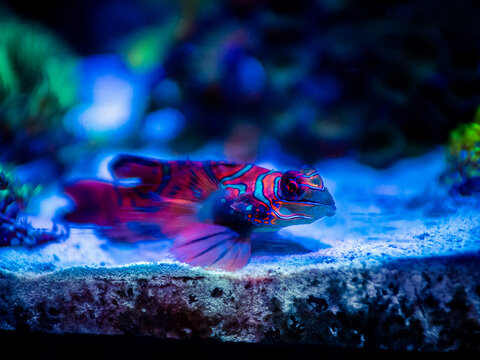 Mandarinfish or Mandarin dragonet (Synchiropus splendidus) isolated on a reef tank with blurred background