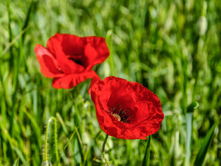Red poppy buds in full bloom on a green backgroun.