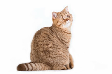 Naklejka na ściany i meble Red british cat looking back on white background