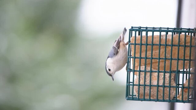 Closeup of white-breasted nuthatch bird and carolina wren on suet cake window feeder cage during winter snow snowing weather at home garden in Virginia