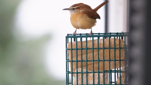 One orange brown carolina wren house bird perching hanging on suet cake feeder cage attached to window in Virginia eating with beak