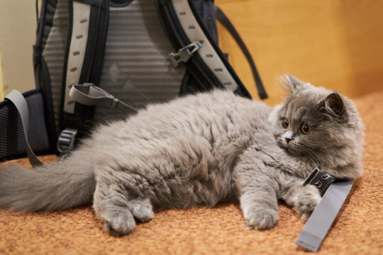 Gray kitten in front of a backpack