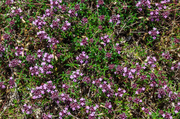 Wild thyme blooms in the meadow.