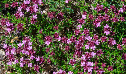 Wild thyme blooms in the meadow.