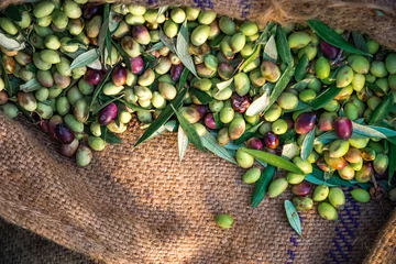 Keuken spatwand met foto Harvested fresh olives in sacks in a field in Crete, Greece for olive oil production © gatsi