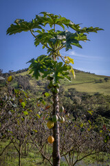 Fototapeta premium Image of a mountain papaya crop, with many ripe fruits ready to be harvested in the Colombian Andes in Valle del Cauca Colombia