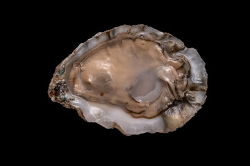 Chesapeake Oyster harvested from the Honga River, Maryland. Shot with a Nikon Z7, 70mm 45MP