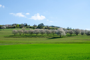 Fototapeta na wymiar blühende Kirschbäume in der Rhön