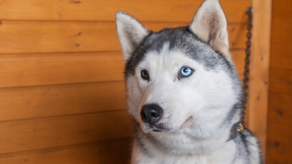 Adorable black and white with lazy-eyes Husky on a wooden background. Animal concept.