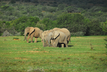 Africa- A Family of Wild Elephants Walking in the Wilderness