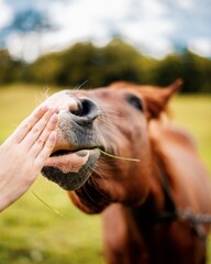 Naklejka premium Horse in Ukrainian Carpathians