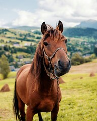 Obraz premium Horse in Ukrainian Carpathians