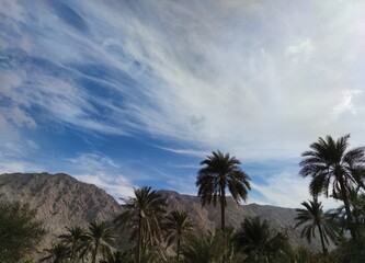 Fototapeta na wymiar palm trees with blue sky and mountains background in Ras- al-Khaimah united Arab emirates 