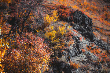 A fall mountain slope overgrown with yellowed and orange native grasses with rocks in a defocused background; vivid mountain color and selective focus on a dry tree in the foreground