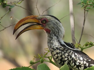 A yellow-billed hornbill in the Namibian bushveld.
