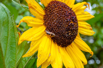 Bright sunflower flower with a bee against a background of slightly blurred greens of bushes and trees on a warm sunny day of early autumn