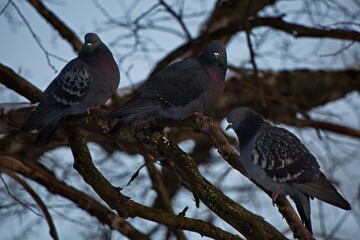 Doves in the winter park.