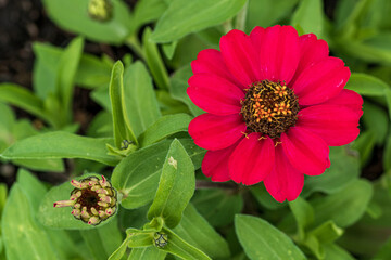 Beautiful red flower between green leaves, shallow depth of field, selective focus