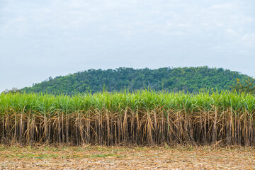 Obraz premium Sugar cane in the fields ready for harvest and send to the sugar factory