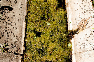 Ecology concept. Dirty water in storm drains covered with blooming algae.