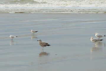 Seagulls on the wet sand, in France