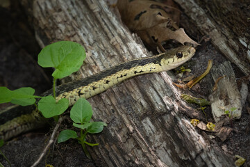 An Eastern Garter Snake searches for a meal in the Glen Stewart Ravine in the Upper Beaches neighbourhood of Toronto, Ontario.