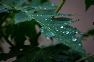 raindrop on leaf of plants