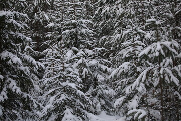 Winter white coniferous forest covered with a thick layer of snow on the branches of trees.Christmas background