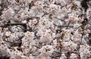 満開になった桜の花びら