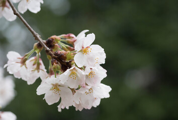 桜の花