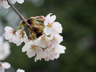 桜の花