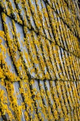 Obraz premium Slate shingle covered with yellow lichen, shallow depth of field, selective focus