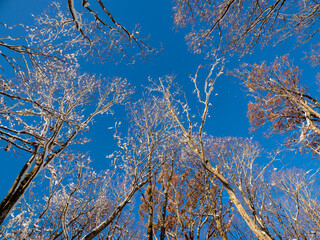 青空と雪がついた初冬の梢