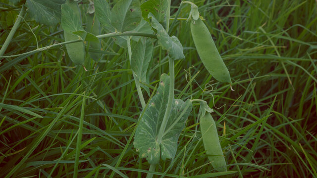 Pea crop ready to be harvested in Barrag&aacute;n Valle del Cauca Colombia.