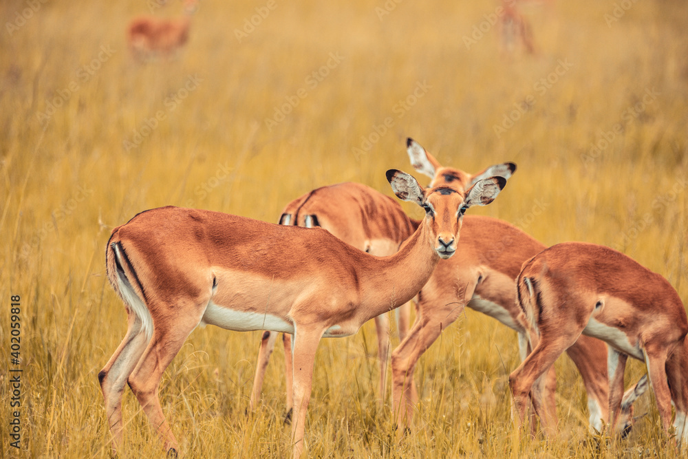 Wall mural A selective focus closeup of a herd of antelope grazing on a grass field