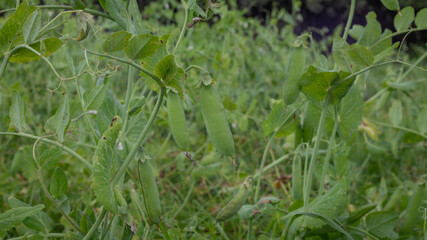 Pea crop ready to be harvested in Barragán Valle del Cauca Colombia.