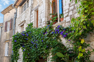 Fototapeta na wymiar A lush Morning Glory plant grows along a medieval wall under a window in the historic town of Saint Paul de Vence on the Cote d'Azur. 