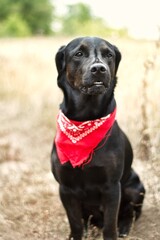 Black labrador walking in the field