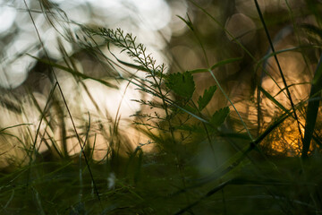 Abstract blurred yellow orange green bokeh nature background. Grass and plants on sun in sunlight, macro closeup