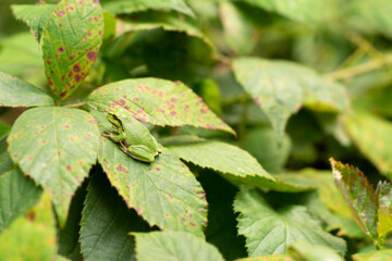 European tree frog resting on a green blackberry leaf with green background