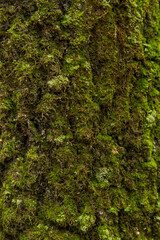 Old cracked tree bark with green moss and lichen close up. Abstract nature background texture