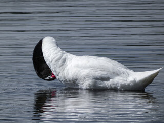 Cisne