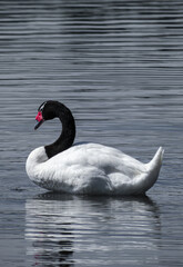 Cisne