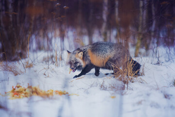 Fox in the reserve eats chickens in winter in the snow